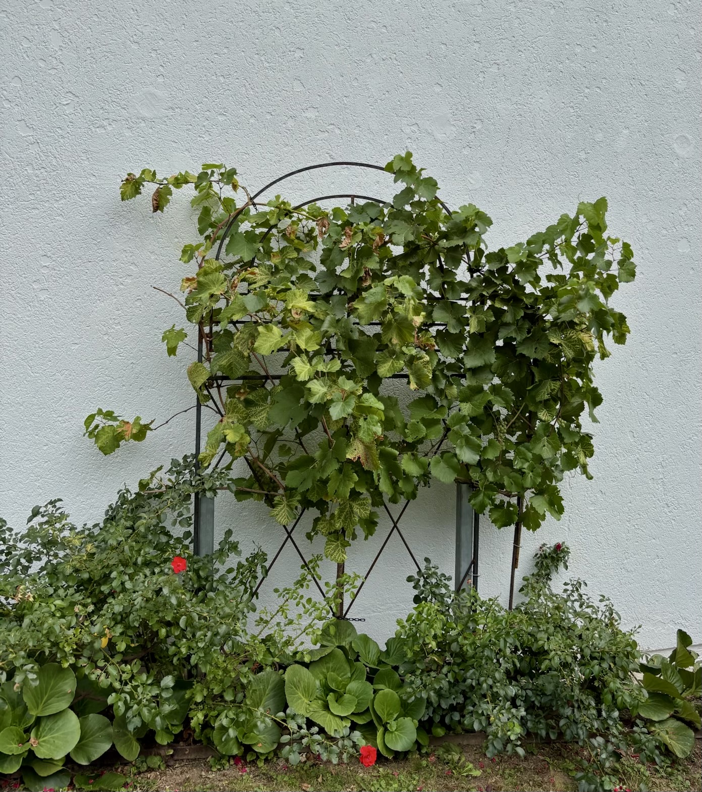Pflanzengitter
